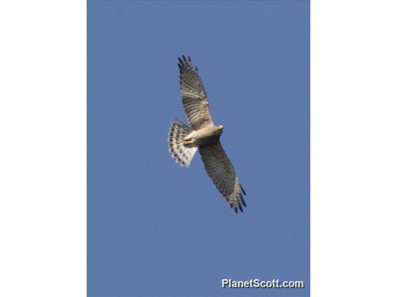 Gray-faced Buzzard (Butastur indicus)