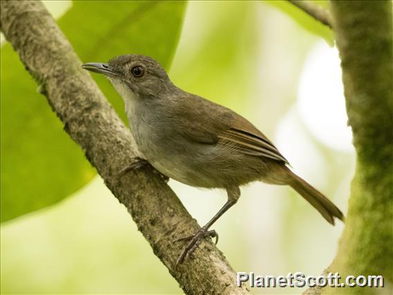 Sulawesi Babbler (Pellorneum celebense)