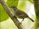 Sulawesi Babbler (Pellorneum celebense)