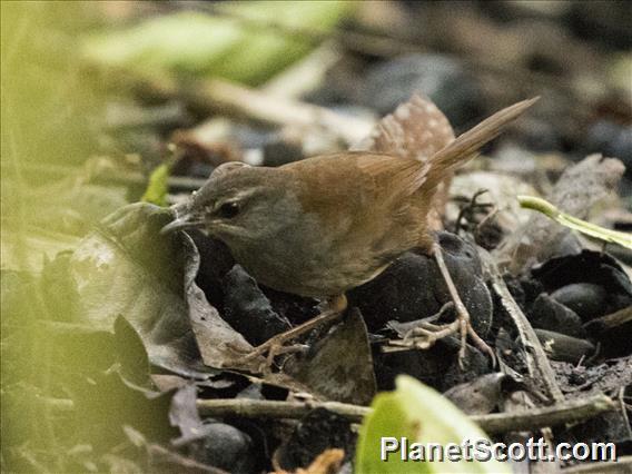 Sulawesi Bush-Warbler (Locustella castanea)