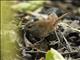 Chestnut-backed Bush-Warbler (Locustella castanea)