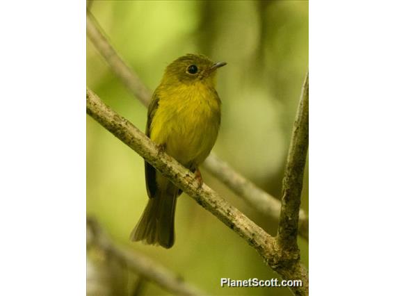 Citrine Canary-Flycatcher (Culicicapa helianthea)