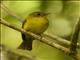 Citrine Canary-Flycatcher (Culicicapa helianthea)