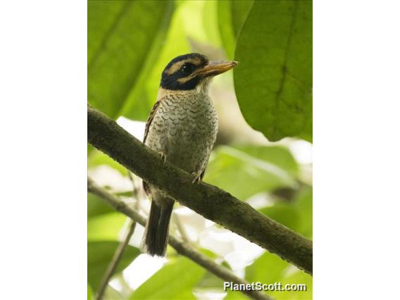 Scaly-breasted Kingfisher (Actenoides princeps)