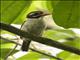 Scaly-breasted Kingfisher (Actenoides princeps) - Female