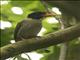 Scaly-breasted Kingfisher (Actenoides princeps) - Male