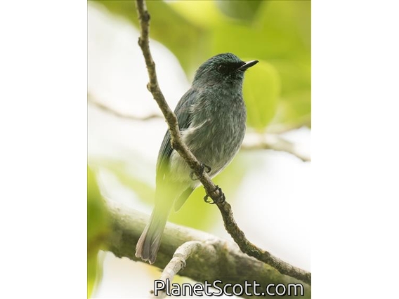 Turquoise Flycatcher (Eumyias panayensis)