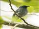 Island Flycatcher (Eumyias panayensis)