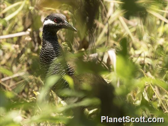 Barred Rail (Gallirallus torquatus)