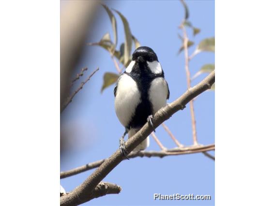 Asian Tit (Parus cinereous)