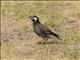 White-cheeked Starling (Spodiopsar cineraceus)