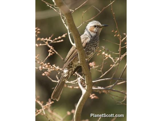 Brown-eared Bulbul (Hypsipetes amaurotis)