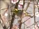 Warbling White-eye (Zosterops japonicus)