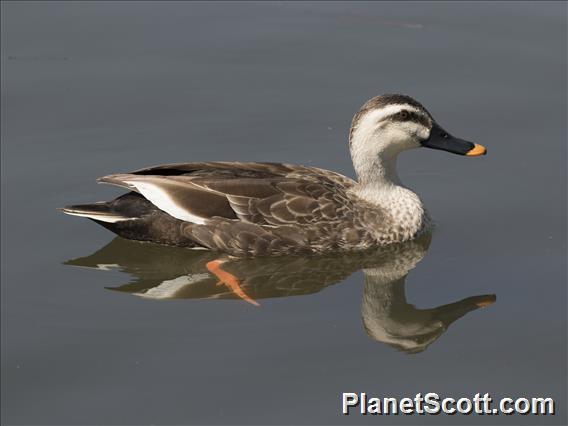 Eastern Spot-billed Duck (Anas zonorhyncha)