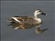 Eastern Spot-billed Duck (Anas zonorhyncha)