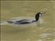 Great Cormorant (Phalacrocorax carbo) - Breeding