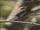 Bull-headed Shrike (Lanius bucephalus) - Female