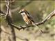 Bull-headed Shrike (Lanius bucephalus)