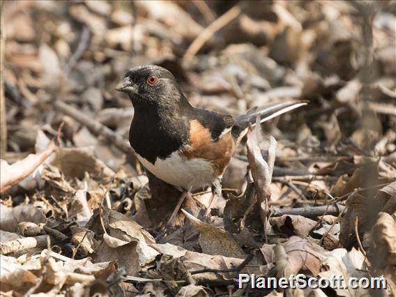 Eastern Towhee (Pipilo erythrophthalmus)