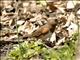 Eastern Towhee (Pipilo erythrophthalmus) - Female