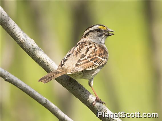 White-throated Sparrow (Zonotrichia albicollis)