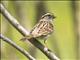 White-throated Sparrow (Zonotrichia albicollis)