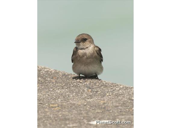 Northern Rough-winged Swallow (Stelgidopteryx serripennis)