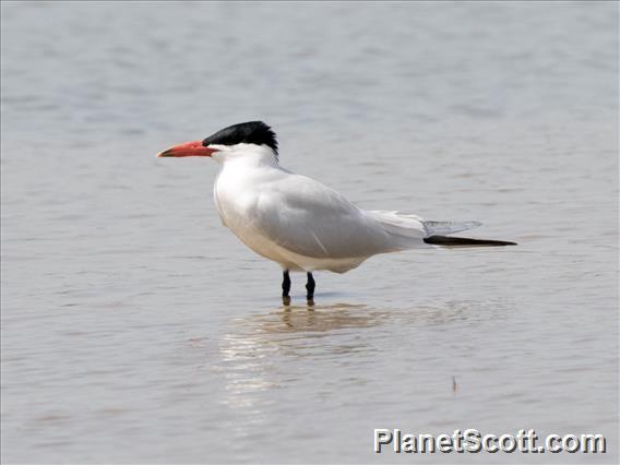 Caspian Tern (Hydroprogne caspia)