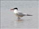 Caspian Tern (Hydroprogne caspia)