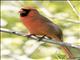 Northern Cardinal (Cardinalis cardinalis)