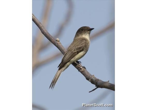 Eastern Phoebe (Sayornis phoebe)