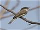 Eastern Phoebe (Sayornis phoebe)