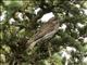 Purple Finch (Haemorhous purpureus) - Female