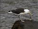 Great Black-backed Gull (Larus marinus)