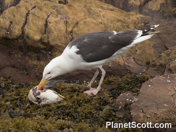 Great Black-backed Gull (Larus marinus)