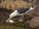 Great Black-backed Gull (Larus marinus)