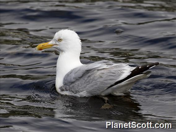 American Herring Gull (Larus smithsonianus)