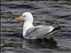 American Herring Gull (Larus smithsonianus)