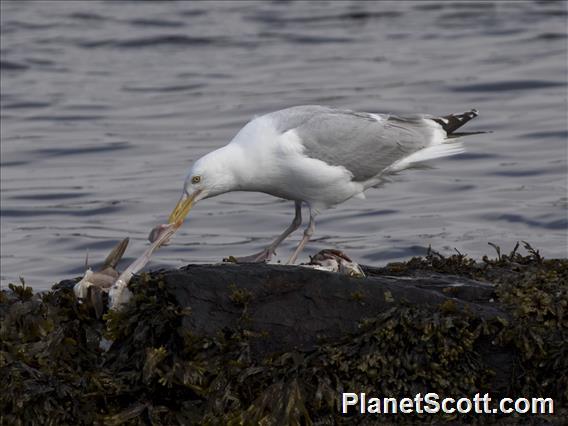 American Herring Gull (Larus smithsonianus)