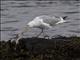 American Herring Gull (Larus smithsonianus)