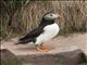 Atlantic Puffin (Fratercula arctica)