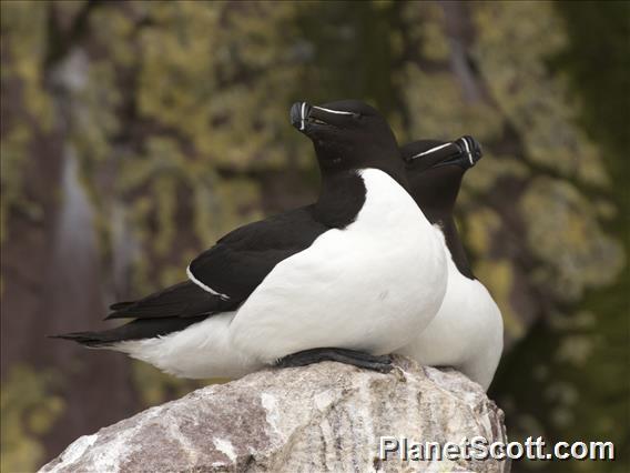 Razorbill (Alca torda)