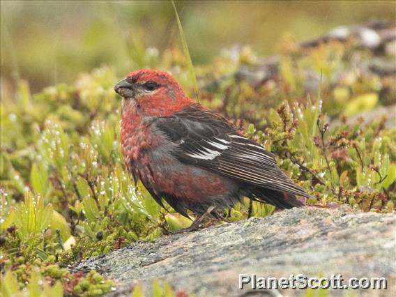 Pine Grosbeak (Pinicola enucleator)