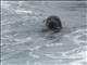 Harbor Seal (Phoca vitulina)