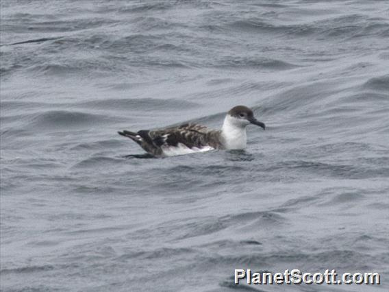 Great Shearwater (Ardenna gravis)