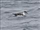 Great Shearwater (Ardenna gravis)