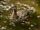 American Black Duck (Anas rubripes)