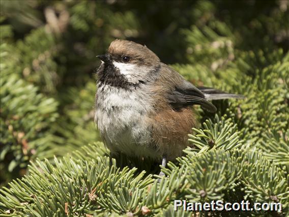 Boreal Chickadee (Poecile hudsonicus)