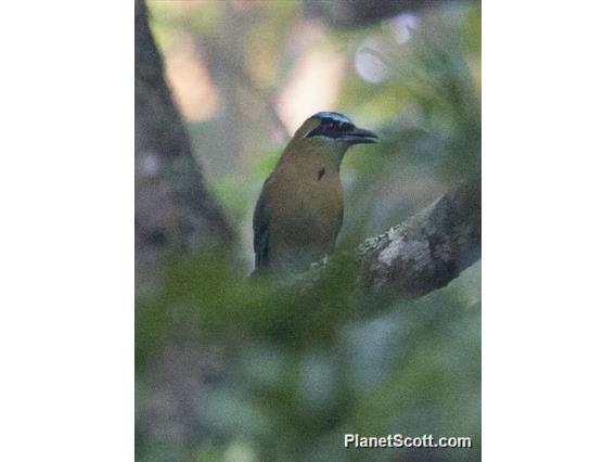 Lesson's Motmot (Momotus lessoni)