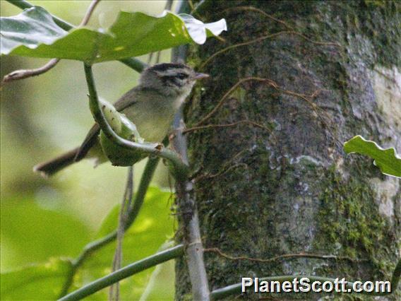 Costa Rican Warbler (Basileuterus melanotis)